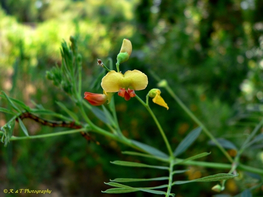 {Sesbania vesicaria}